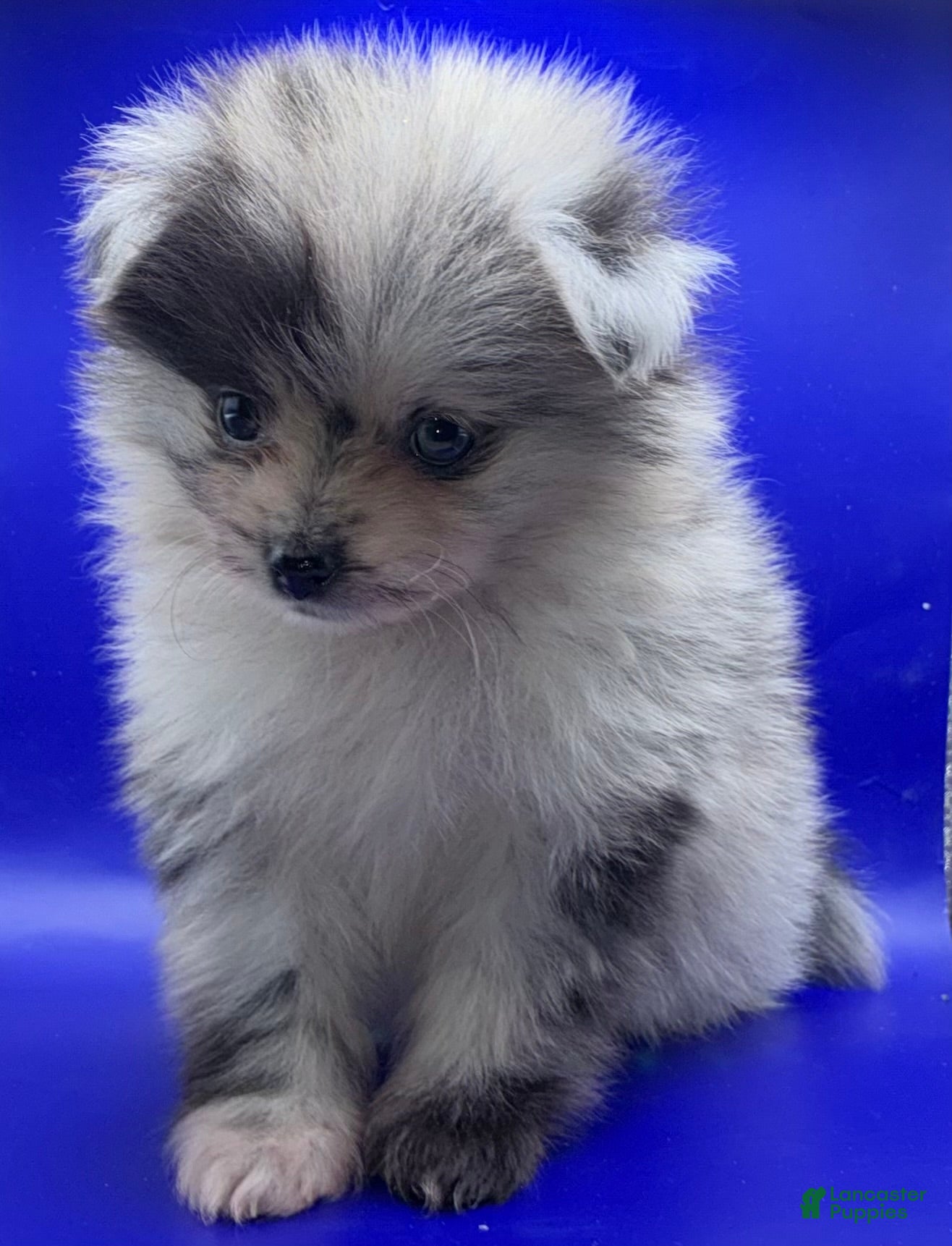 Pomeranian dogs Blue Merle Pomeranian Puppy 1 - Ad 2