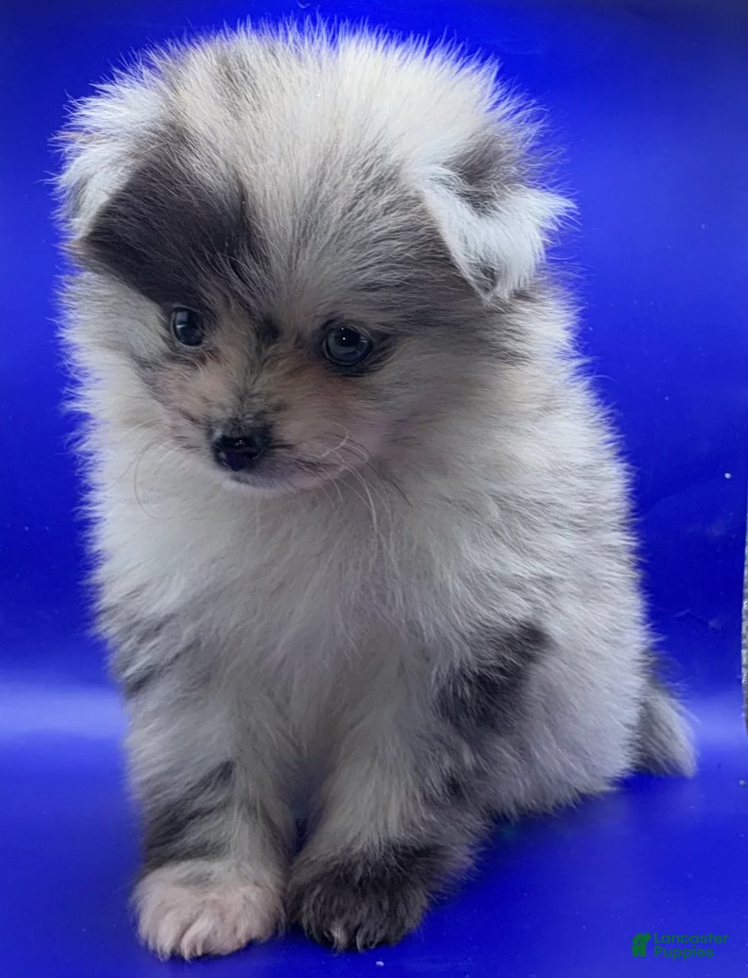 Pomeranian dogs for sale: Blue Merle Pomeranian Puppy 1 - Ad 2