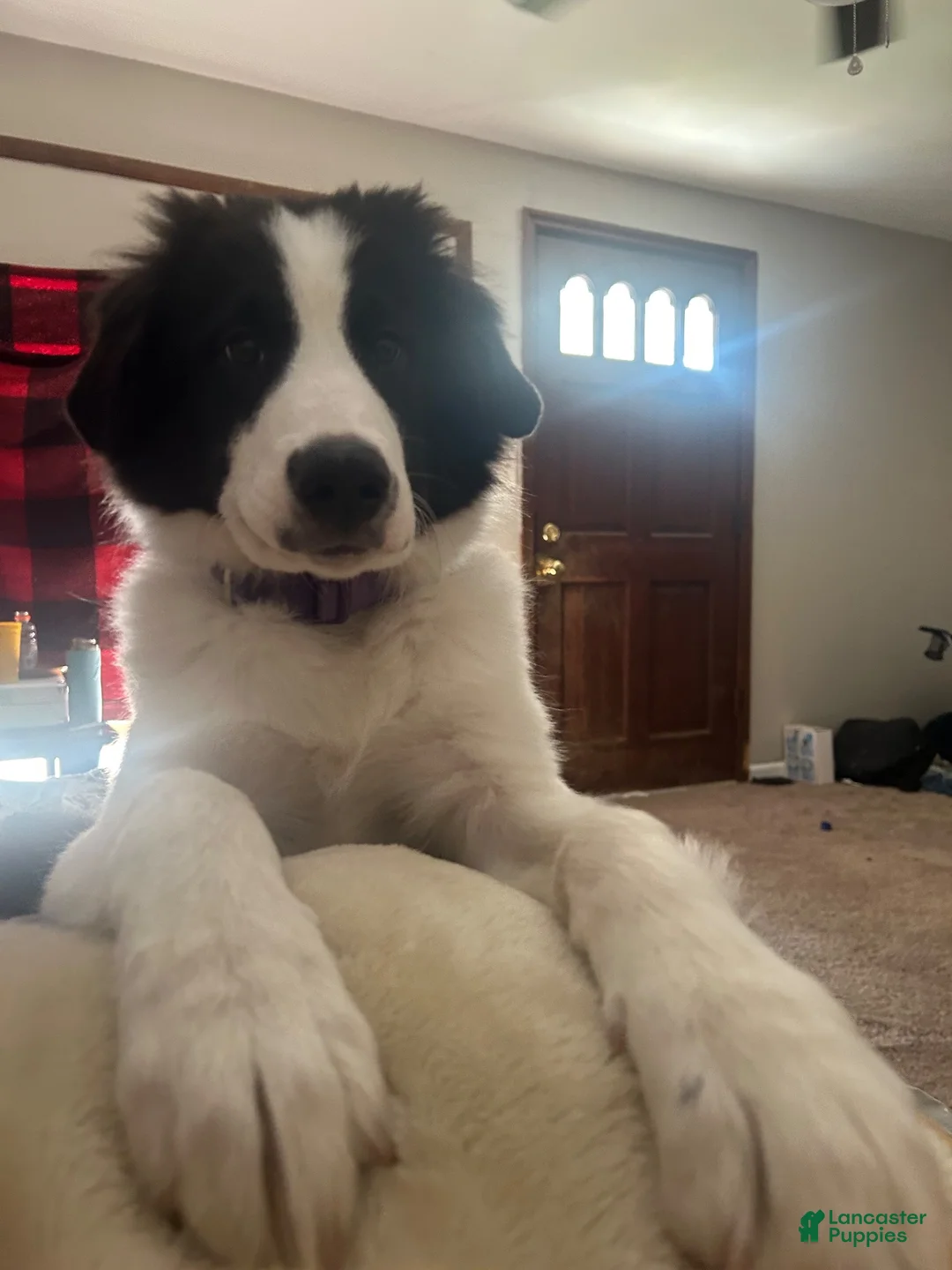 Mixed Breed dogs for sale: Burr - Ad 5