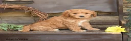 Mini Goldendoodle dogs for sale: Madeline - Ad 3