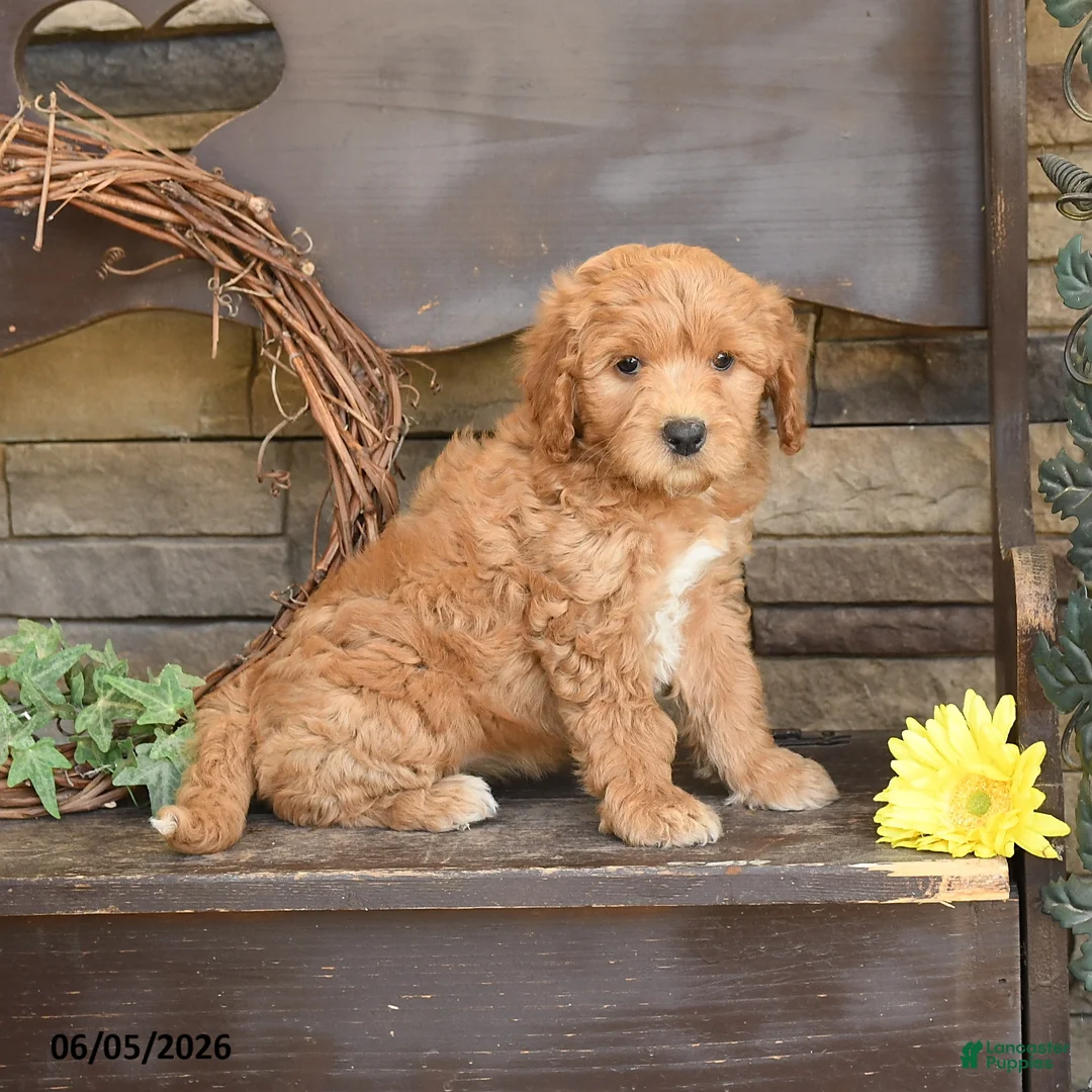 Mini Goldendoodle dogs for sale: Madeline - Ad 3