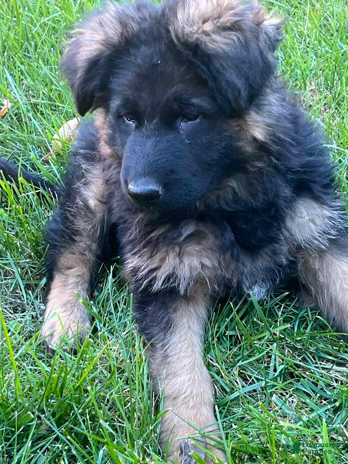 German Shepherd dogs for sale: Milan - Ad 1