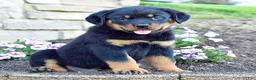 Rottweiler dogs for sale: Wilder - Ad 4