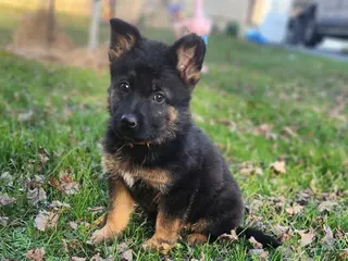 German Shepherd dogs for sale: TIO - Ad 1