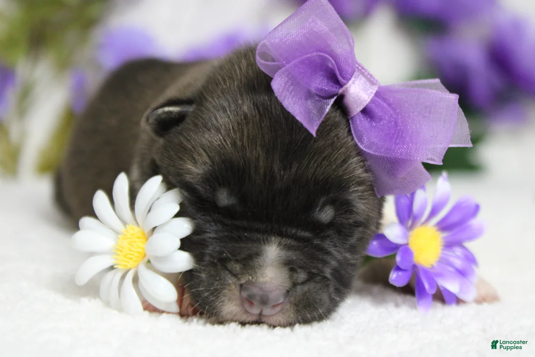 Akita dogs for sale: Honey  - Ad 2