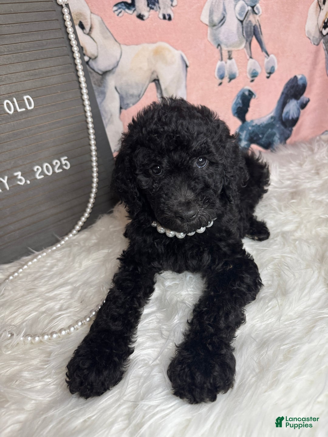 Standard Poodle dogs for sale: Standard Poodle Puppy 5 - Ad 2