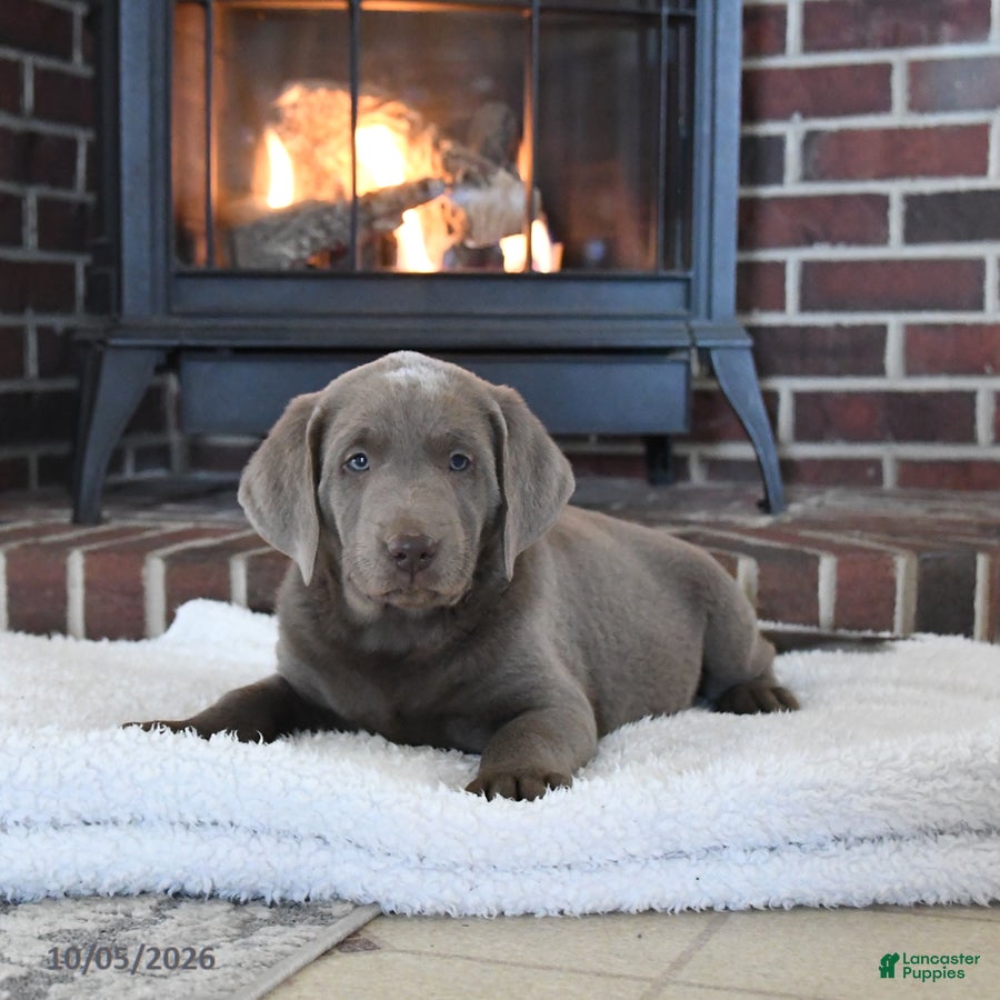 Labrador Retriever dogs Gunner - Ad 2