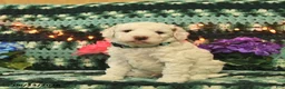 Mini Goldendoodle dogs for sale: Chuckles  - Ad 2