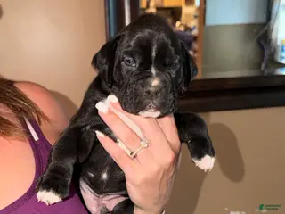 Boxer dogs Yellow collar boy - Ad 24