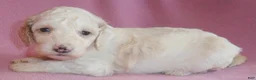 Cockapoo dogs for sale: Holly - Ad 3