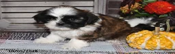 Shih Tzu dogs for sale: Gilbert - Ad 7
