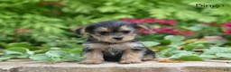 Morkie dogs for sale: Bingo - Ad 2