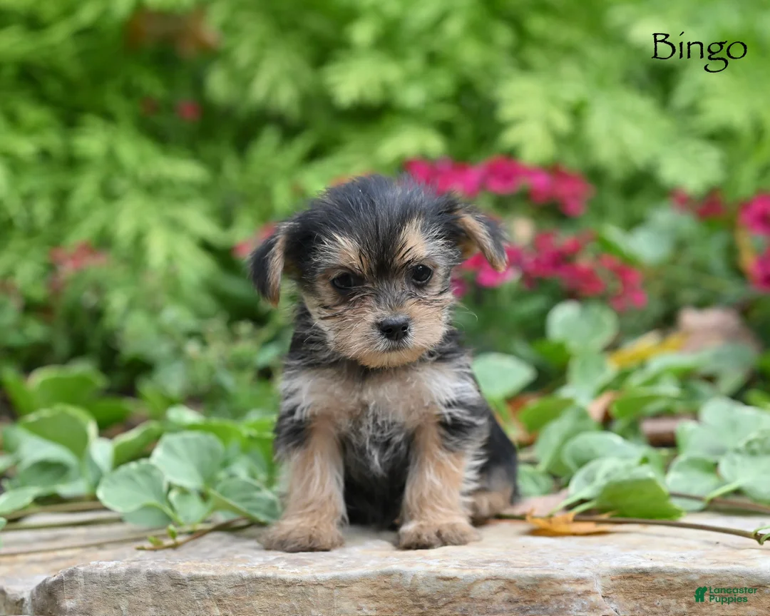 Morkie dogs for sale: Bingo - Ad 2