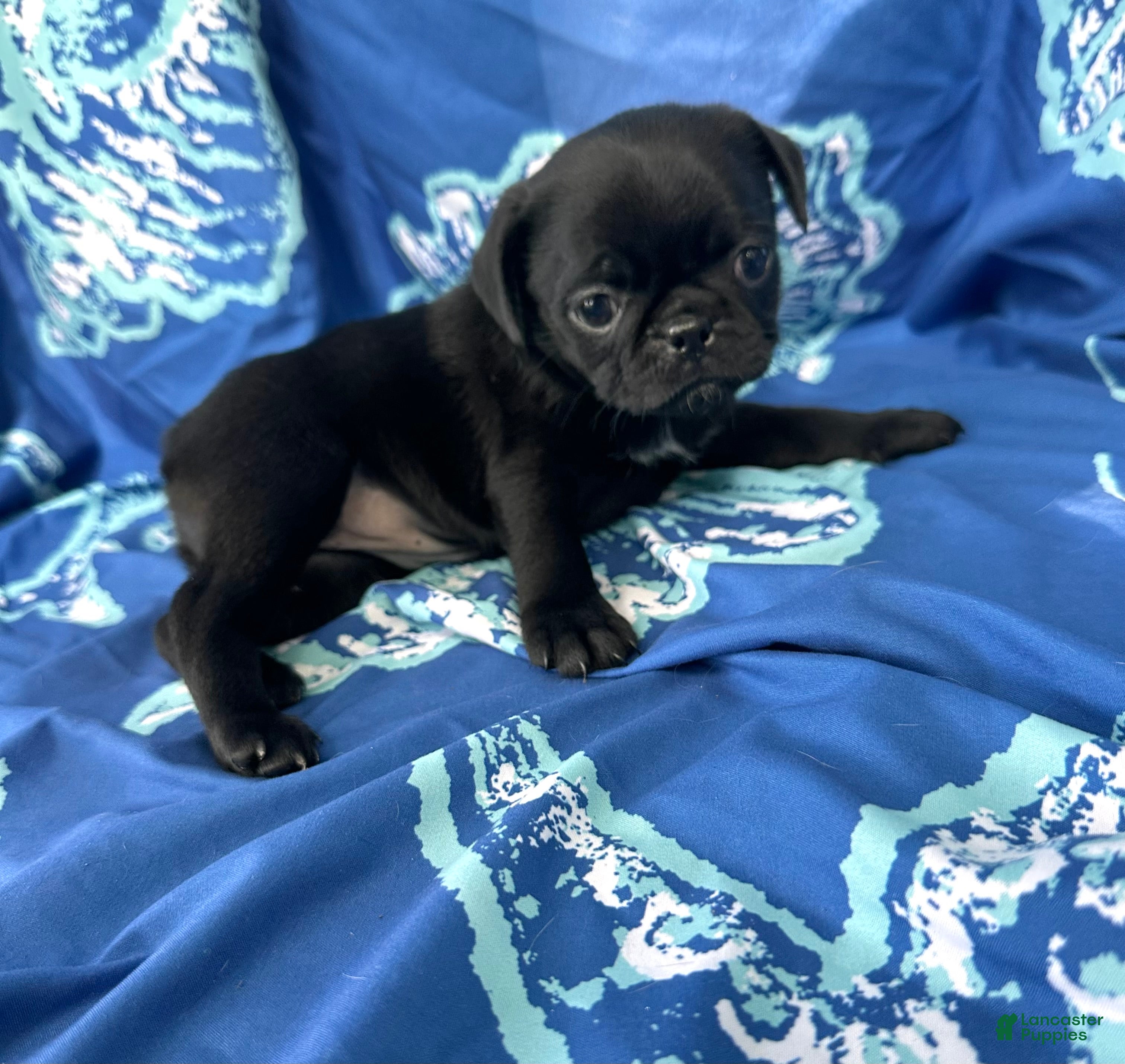 Pug dogs Lilly - Ad 2