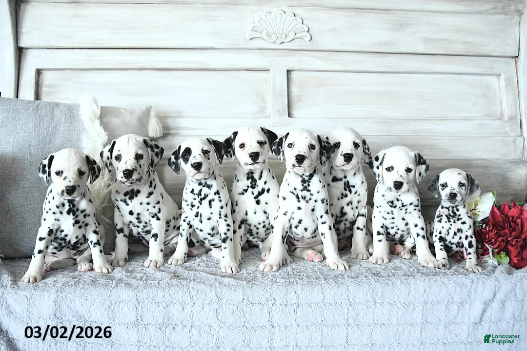 Dalmatian dogs for sale: Butterfly - Ad 2