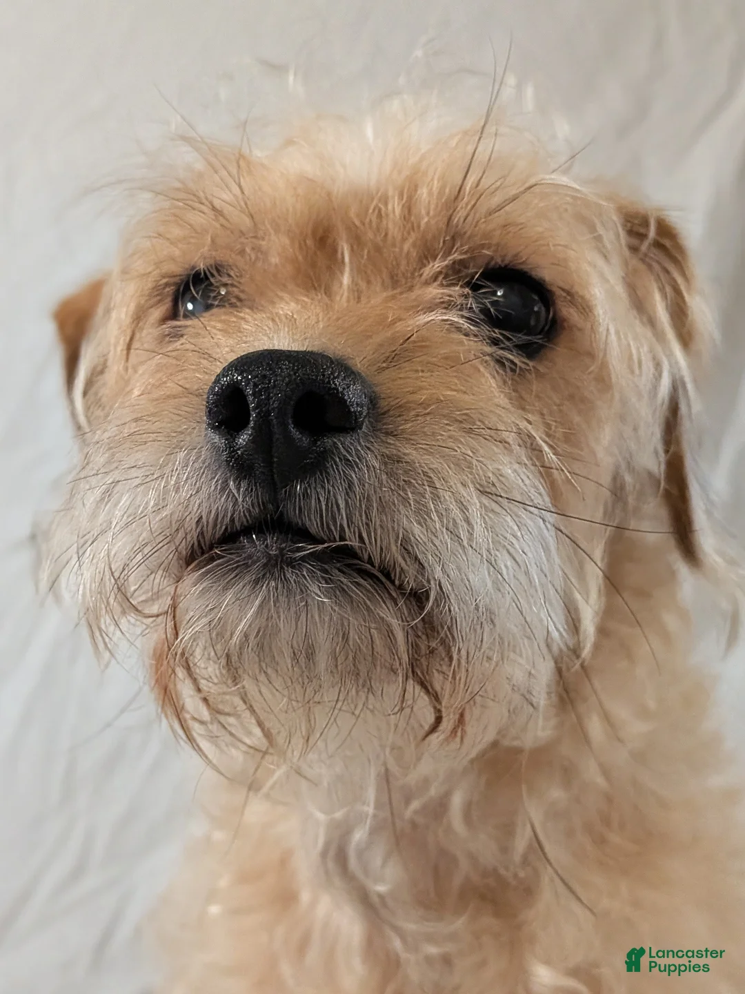 Mixed Breed dogs for sale: Rocky - Ad 16