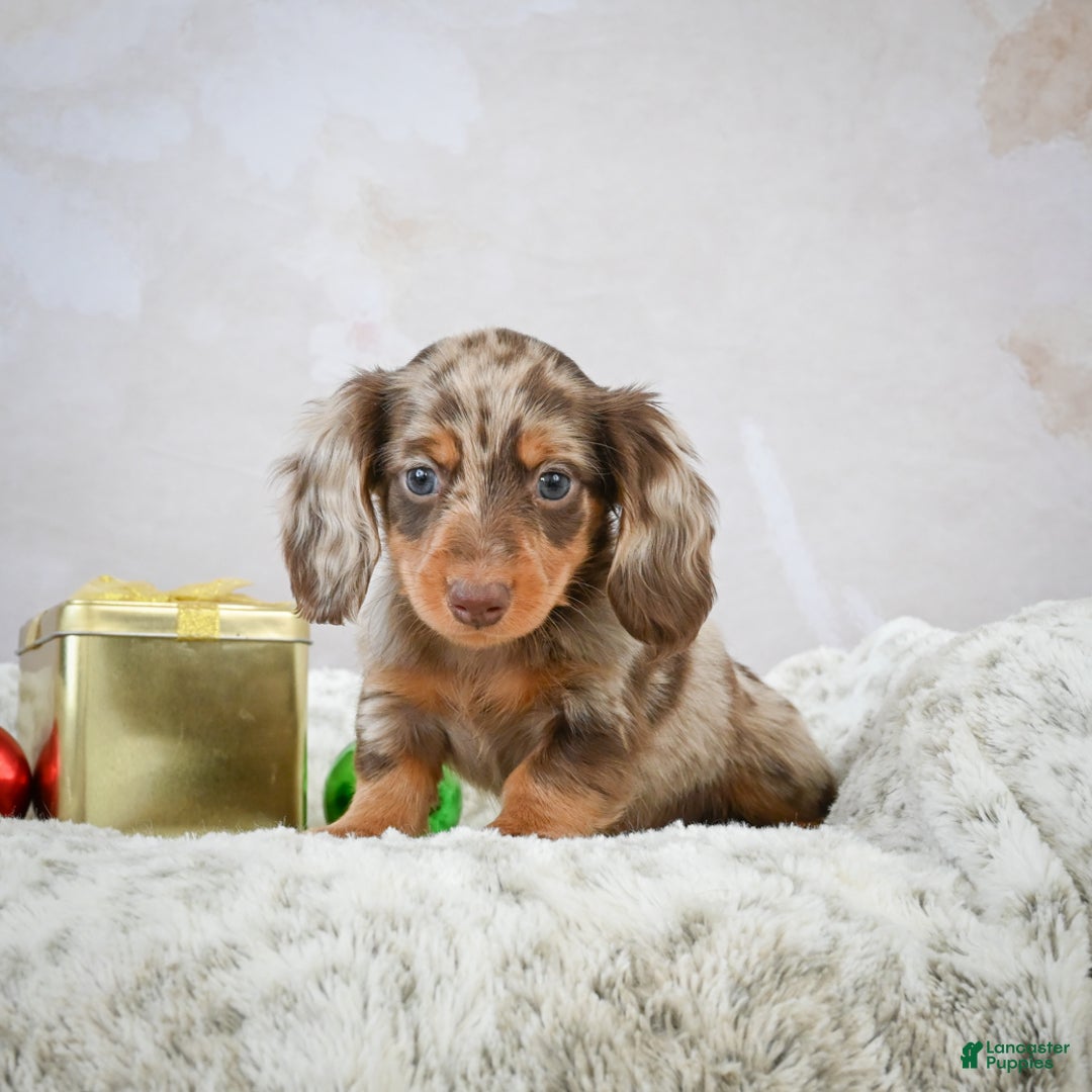Miniature Dachshund dogs for sale: Frosty - Ad 5