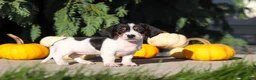 Dachshund dogs for sale: Bailey - Ad 7