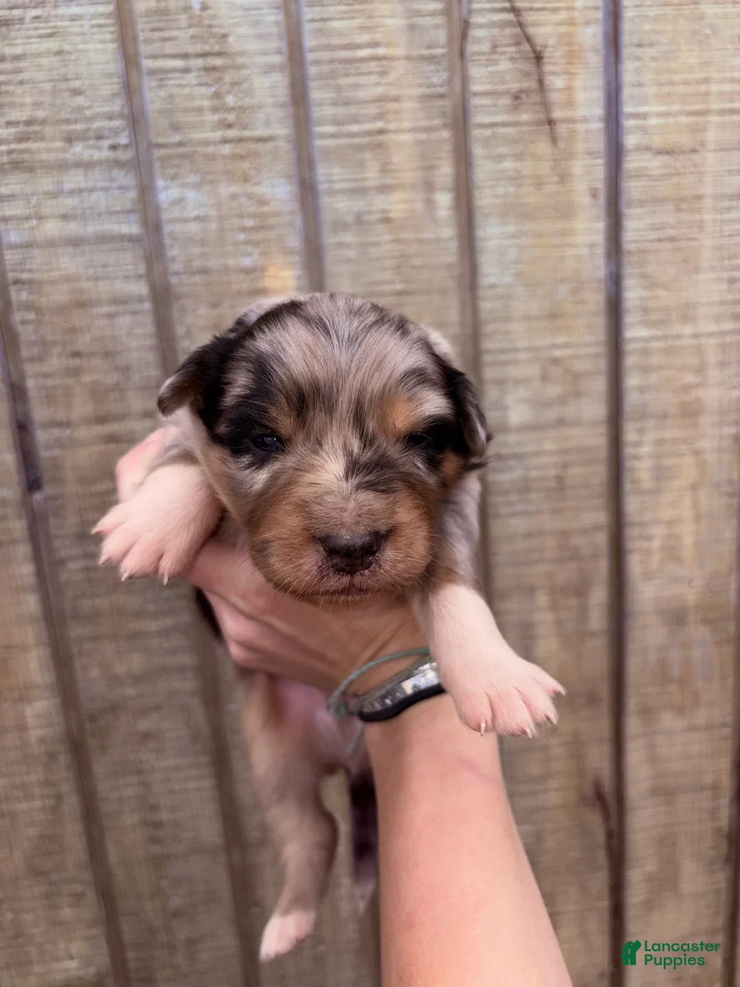 Australian Shepherd dogs for sale: Australian Shepherd Puppy 1 - Ad 1