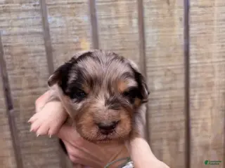 Australian Shepherd dogs Australian Shepherd Puppy 1 - Ad 19