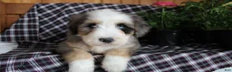 Bernedoodle dogs for sale: Cuddles - Ad 1