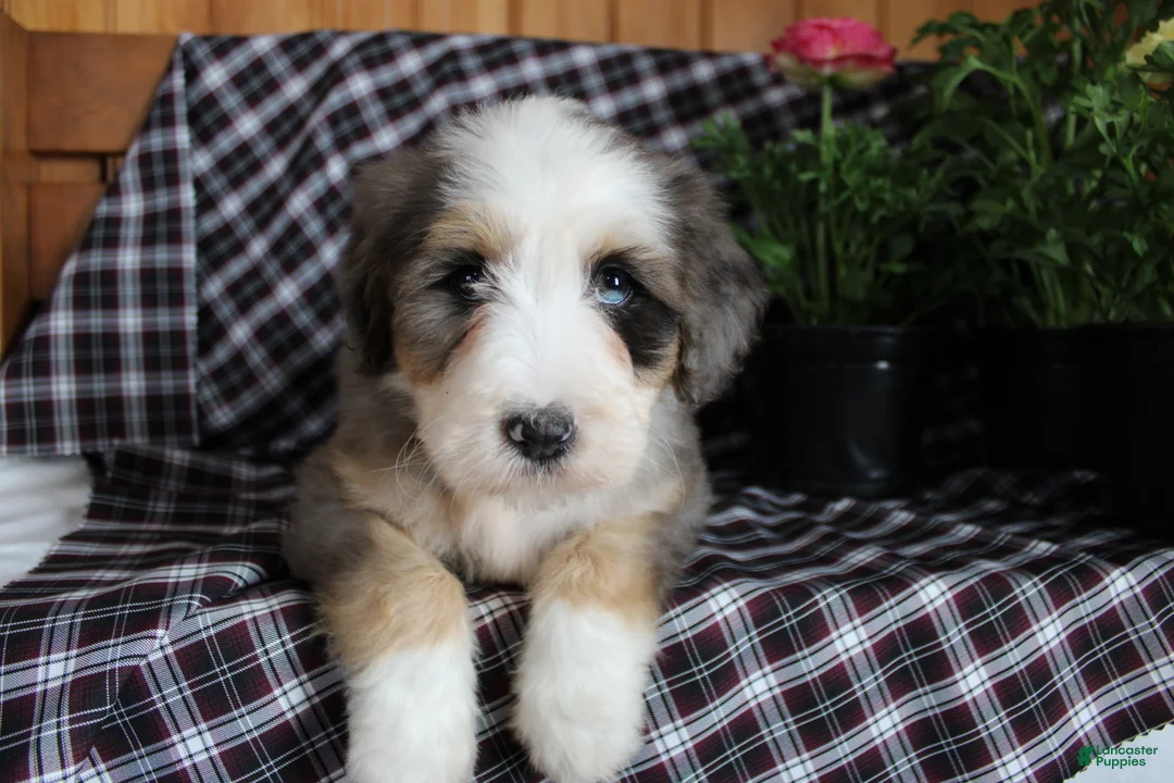 Bernedoodle dogs for sale: Cuddles - Ad 1