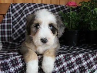 Bernedoodle dogs Cuddles - Ad 25