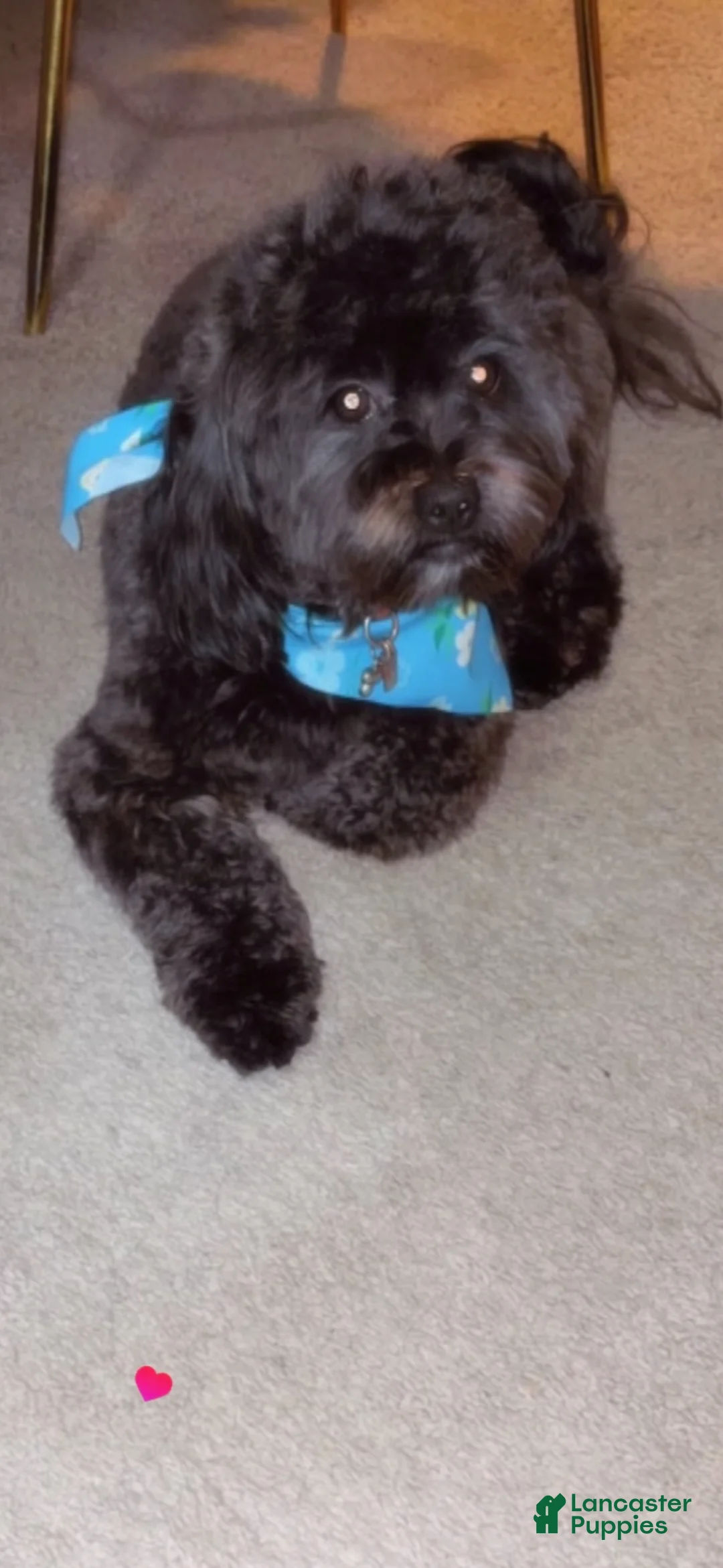 Shihpoo dogs for stud: Shihpoo  - Ad 2