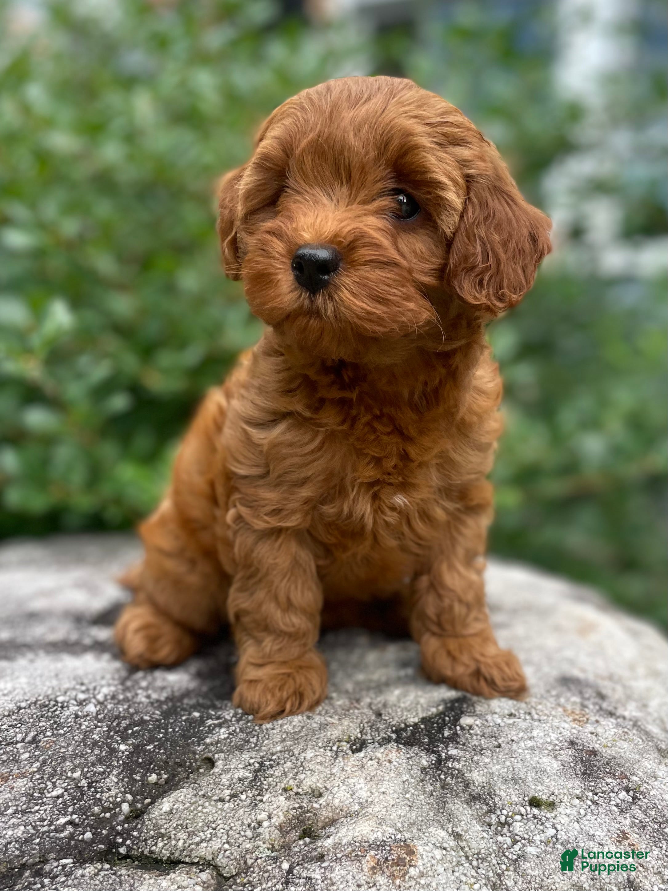 Cavapoo dogs Hazel - Ad 1