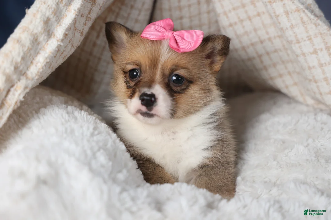 Welsh Corgi Pembroke dogs for sale: TWILIGHT - Ad 2