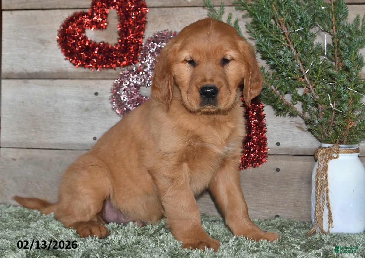 Golden Retriever dogs Ajax - Ad 33