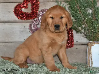 Golden Retriever dogs Ajax - Ad 33
