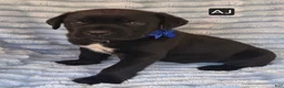 Cane Corso dogs for sale: AJ - Ad 5