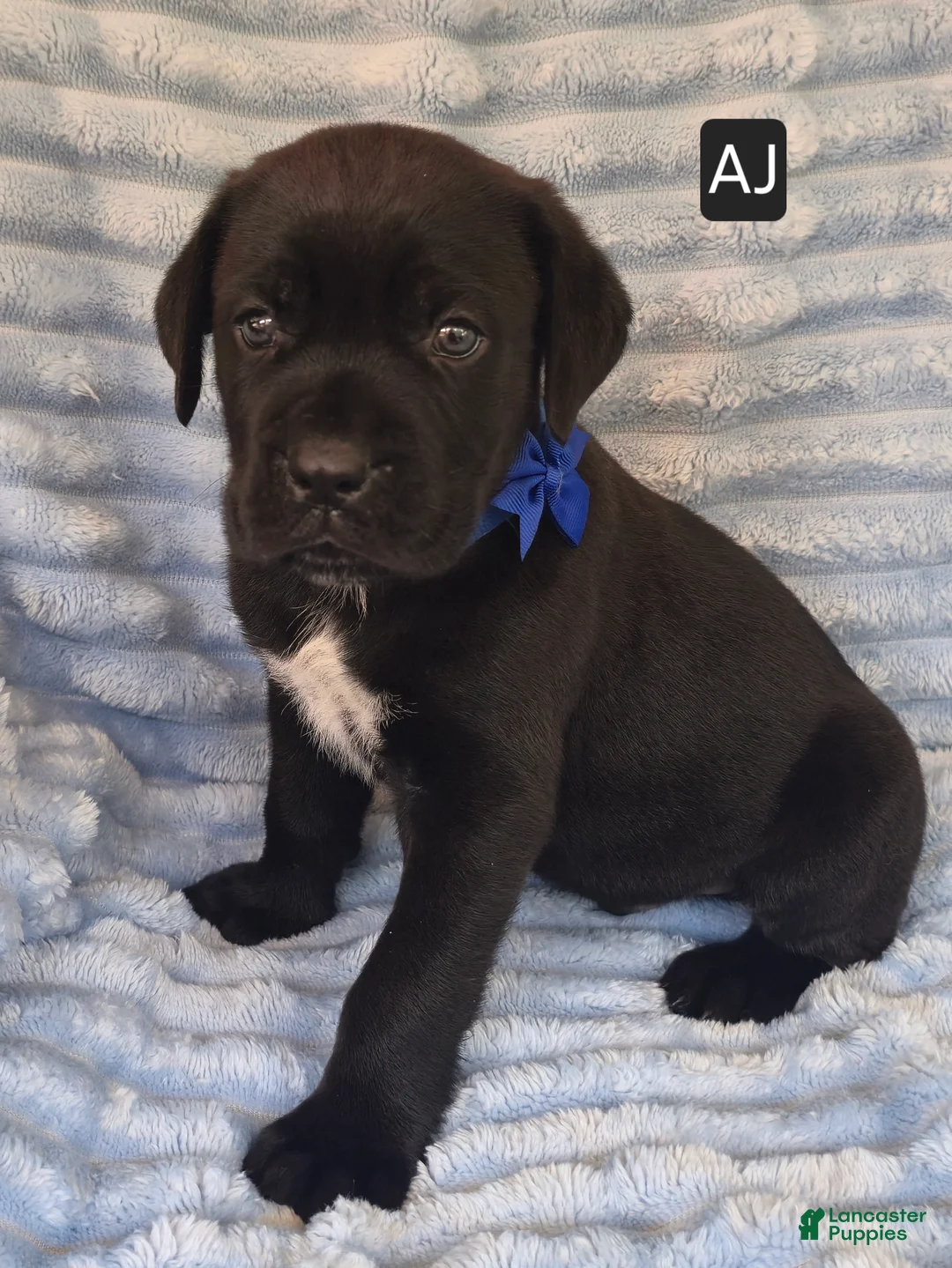 Cane Corso dogs for sale: AJ - Ad 5