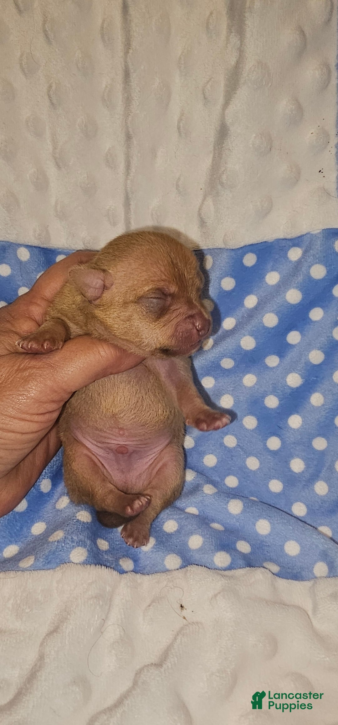 Chihuahua dogs for sale: Chihuahua Puppy 3 - Ad 3