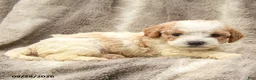 Miniature Poodle dogs for sale: Matt   - Ad 2