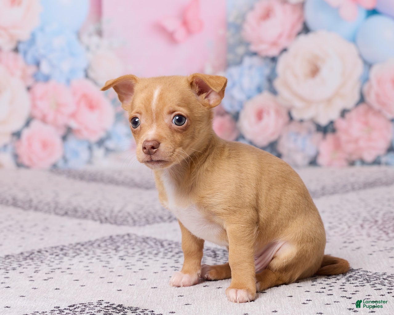 Chihuahua dogs Charlie - Ad 2