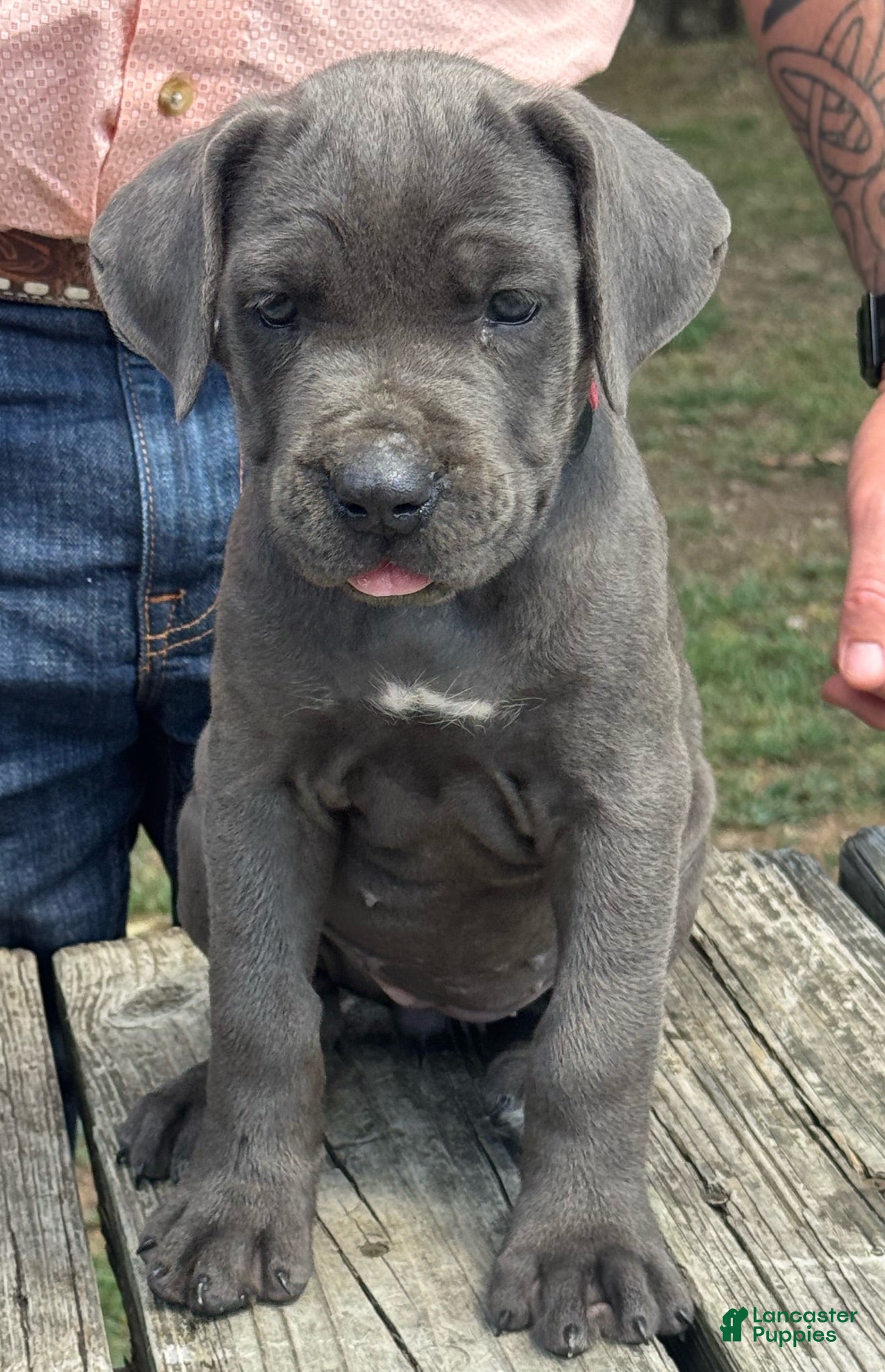 Cane Corso dogs Cane Corso 5 - Ad 24