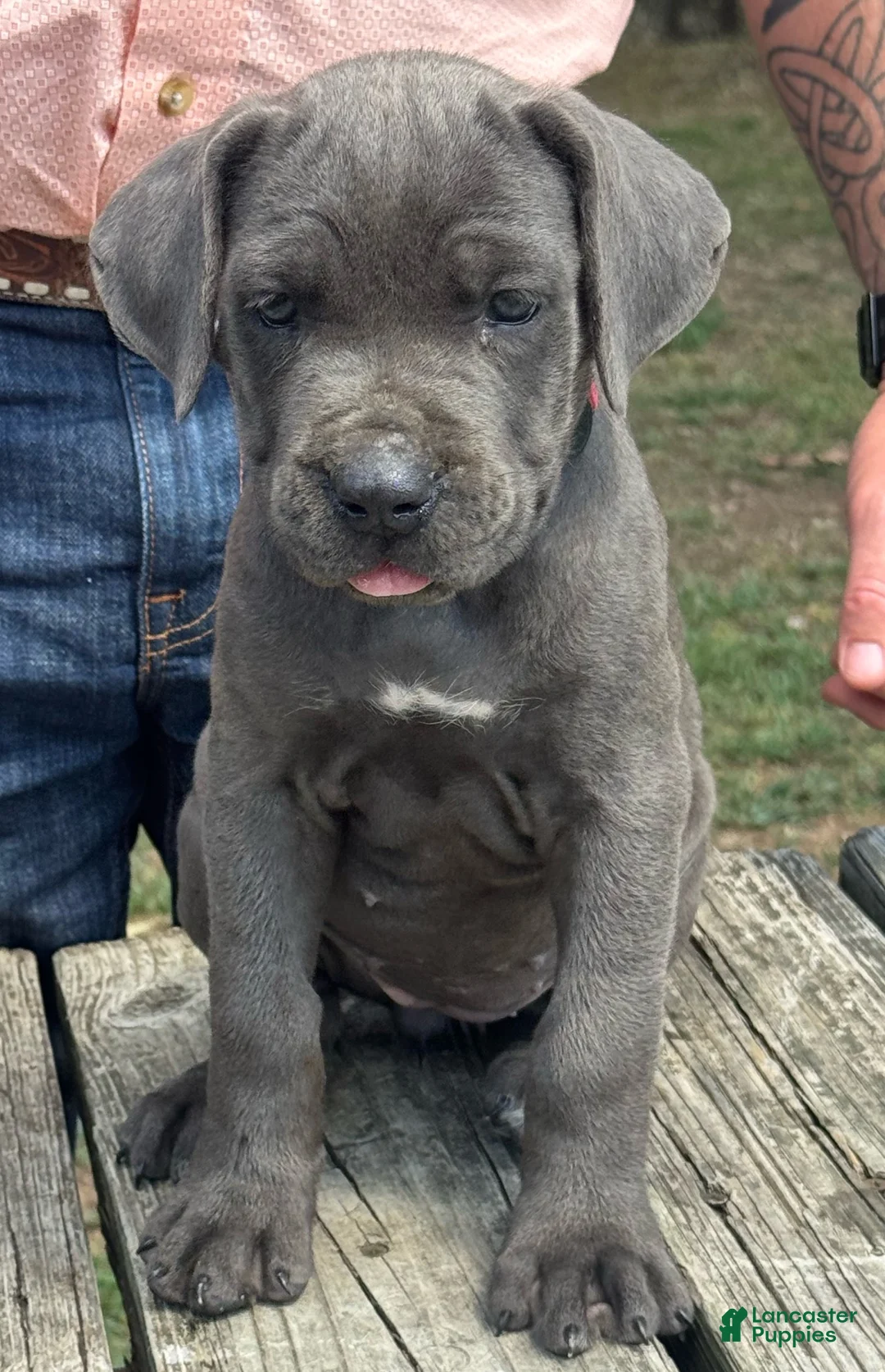 Cane Corso dogs for sale: Cane Corso 5 - Ad 1