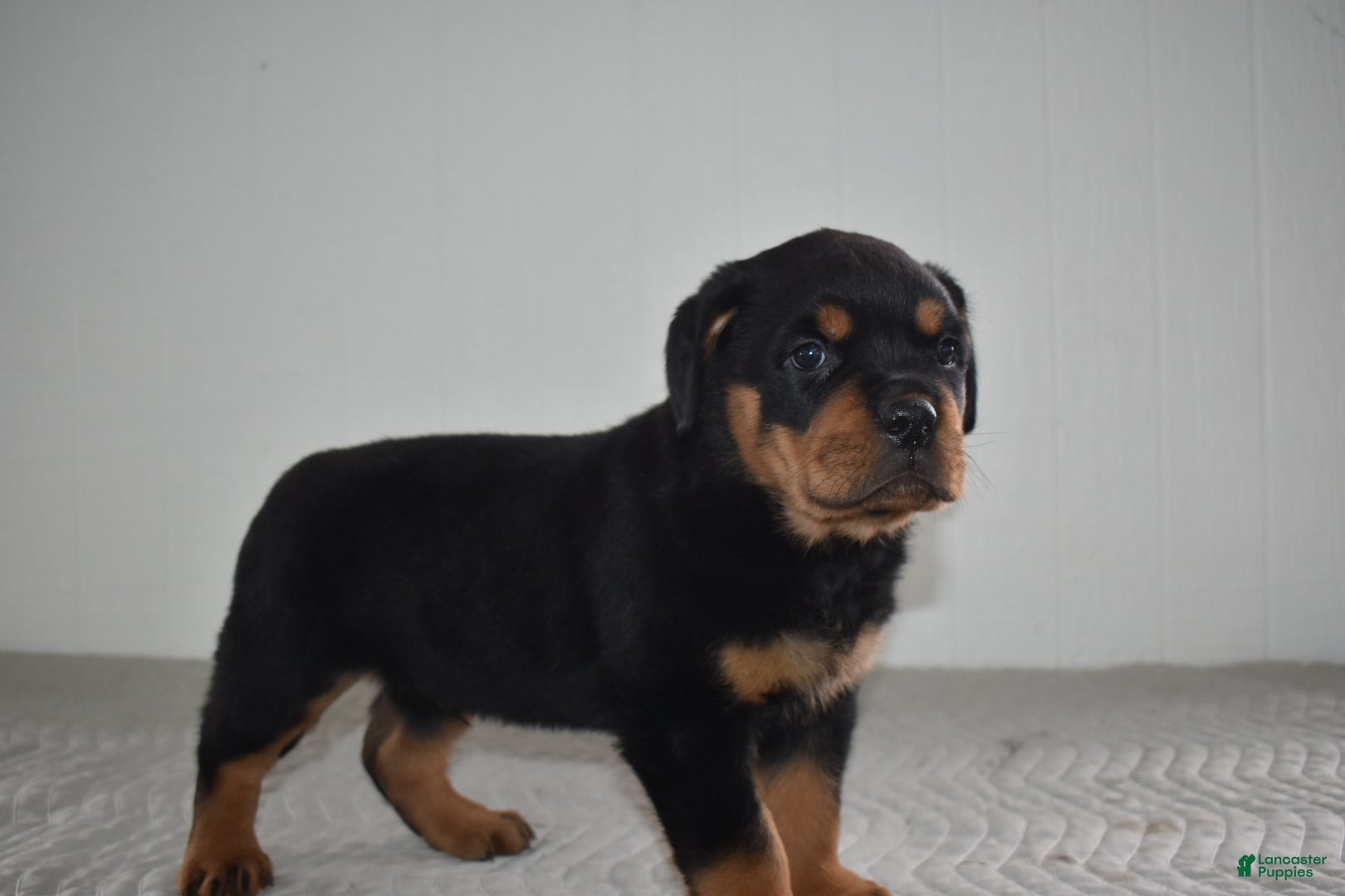 Rottweiler dogs Russell - Ad 8