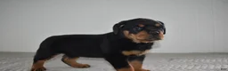 Rottweiler dogs for sale: Russell - Ad 1