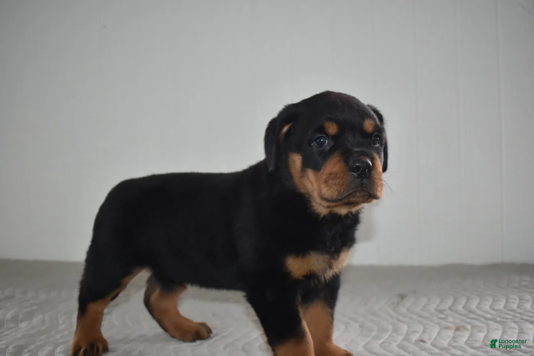 Rottweiler dogs for sale: Russell - Ad 1