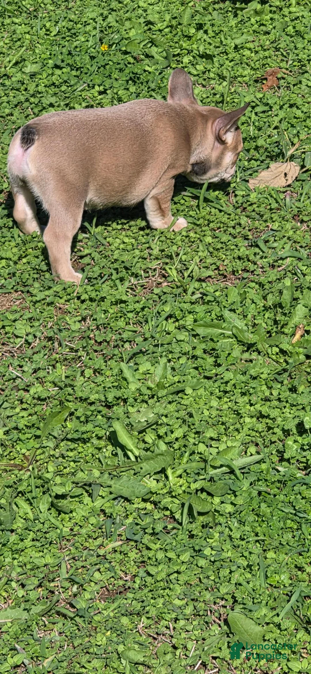 French Bulldog dogs for sale: Star - Ad 2