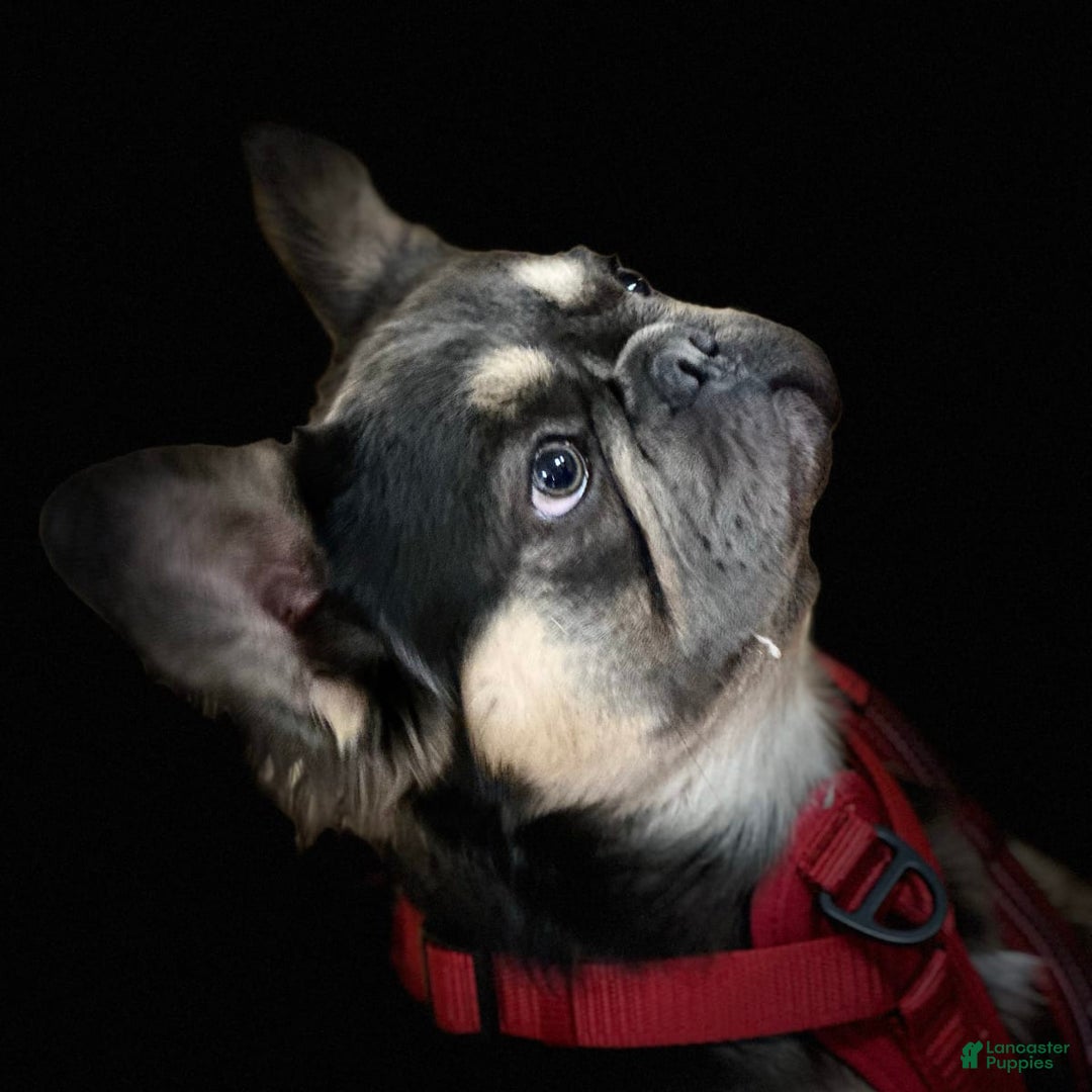 Gallery Image {{count}}