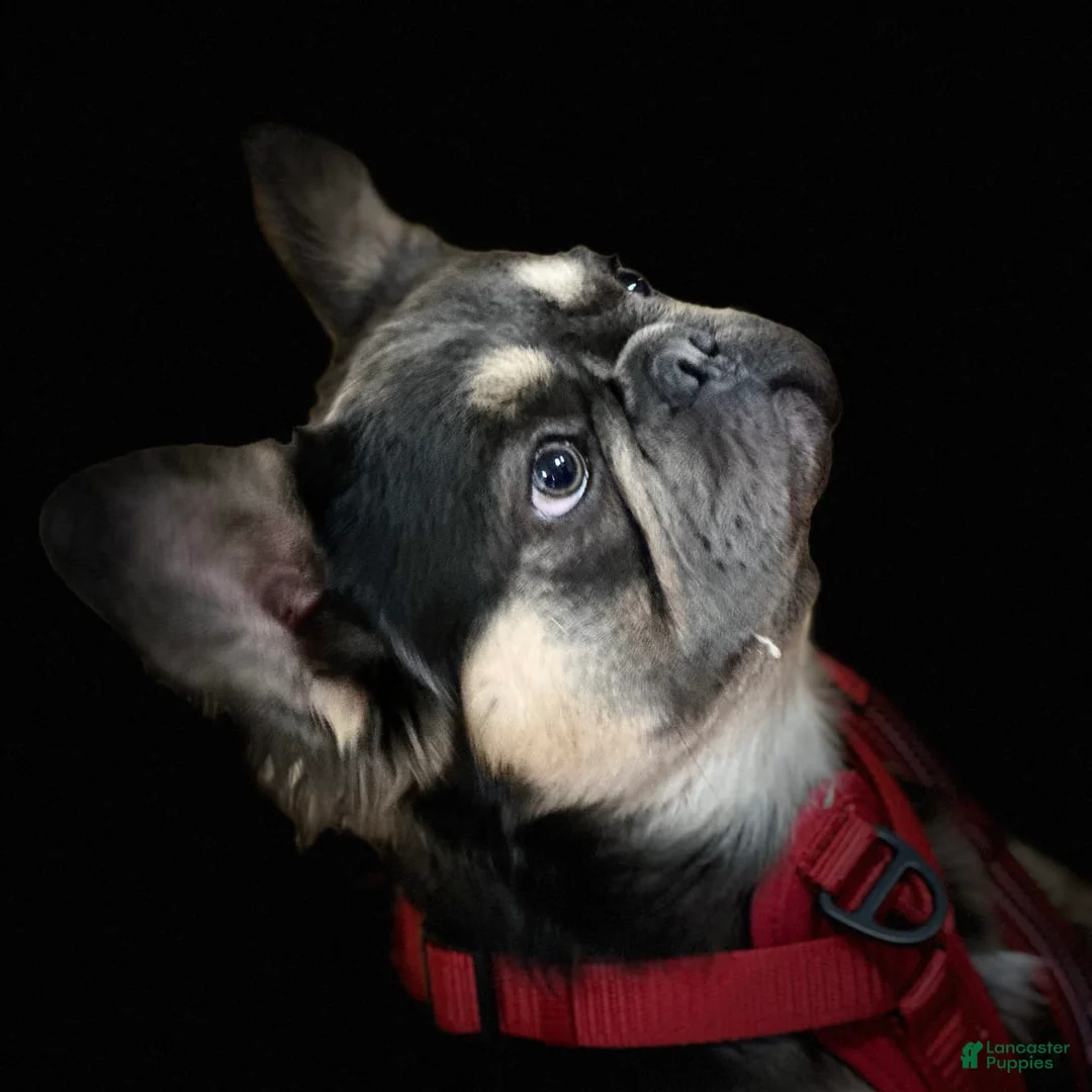 Gallery Image {{count}}