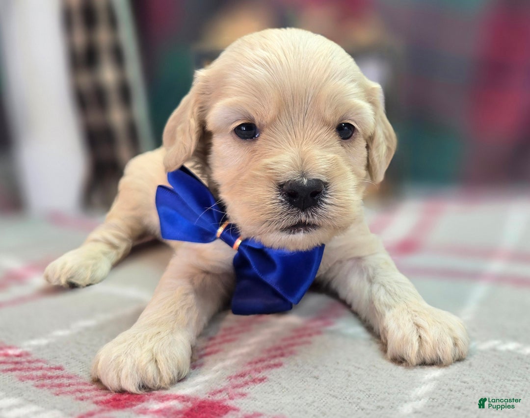 Cockapoo dogs for sale: Lieutenant Pete - Ad 37