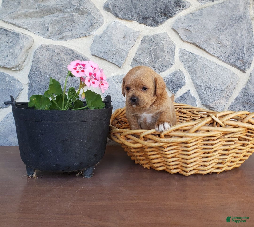 Mixed Breed dogs for sale: Tippy - Ad 2