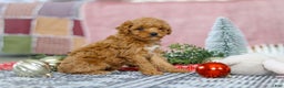 Miniature Poodle dogs for sale: Sadie - Ad 10