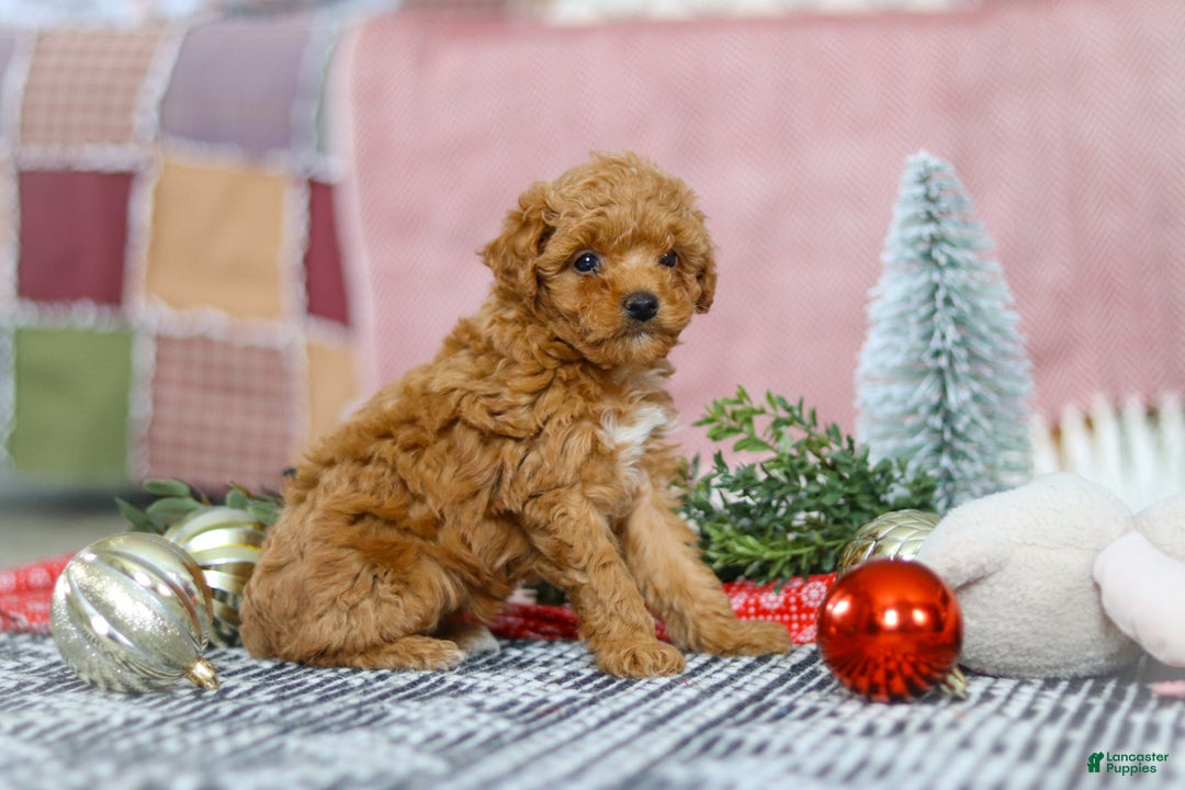 Miniature Poodle dogs for sale: Sadie - Ad 10