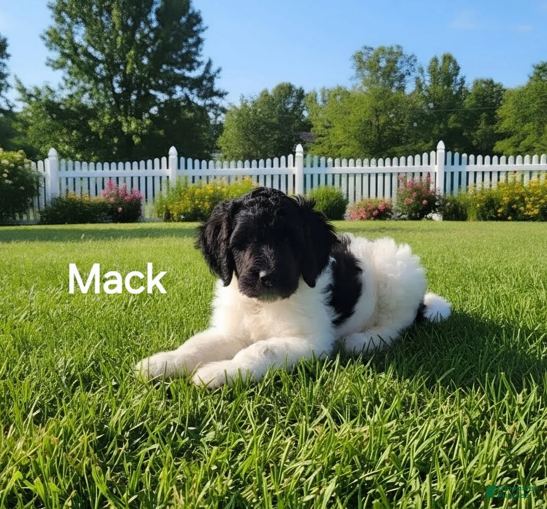Goldendoodle dogs for sale: Mack - Ad 1